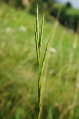 Bromus erectus