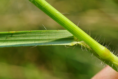 Bromus erectus