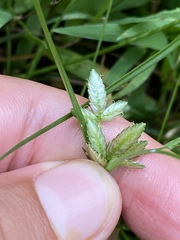 Cyperus bipartitus