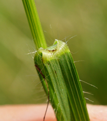 Bromus erectus