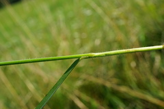 Bromus erectus