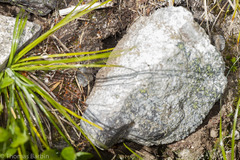 Microhexura idahoana