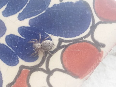 Mexigonus