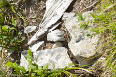 Microhexura idahoana