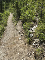 Microhexura idahoana