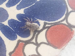 Mexigonus