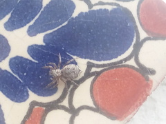 Mexigonus