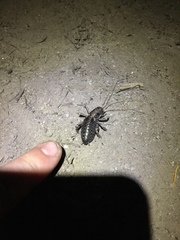 Cyphoderris monstrosa