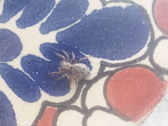 Mexigonus