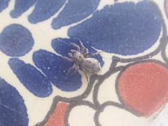 Mexigonus