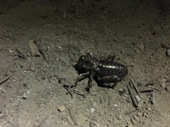 Cyphoderris monstrosa