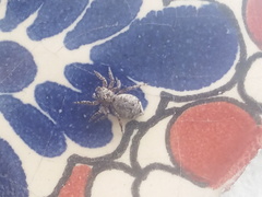 Mexigonus