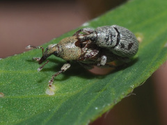 Tychius stephensi