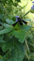 Odyneropsis apicalis