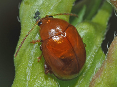 Sphaeroderma testaceum