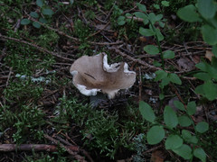 Russula adusta