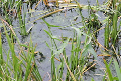 Sagittaria sagittifolia