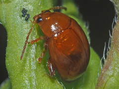 Sphaeroderma testaceum