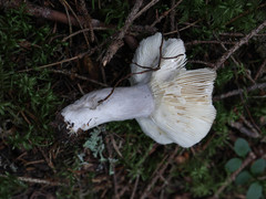 Russula adusta