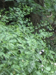 Lepidium perfoliatum