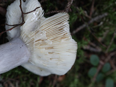 Russula adusta
