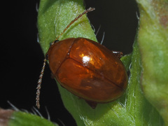 Sphaeroderma testaceum