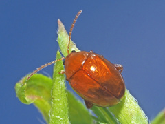 Sphaeroderma testaceum