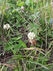 Trifolium canescens