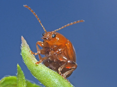 Sphaeroderma testaceum