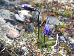 Campanula uniflora