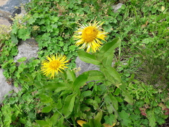 Pentanema orientale