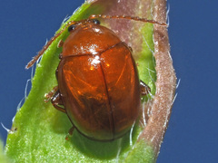 Sphaeroderma testaceum