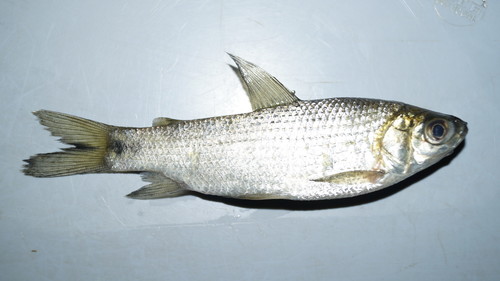 Boulenger's curimata (Pseudocurimata boulengeri) — Curimatidae — 3