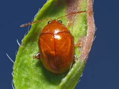 Sphaeroderma testaceum