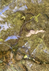 Anguilla rostrata