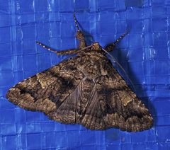 Metria amella
