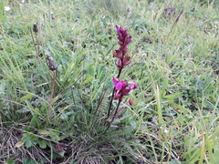Pedicularis nordmanniana