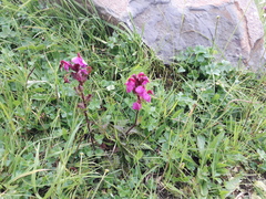 Pedicularis nordmanniana