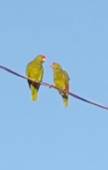 Amazona viridigenalis