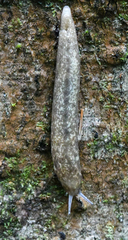 Philomycus flexuolaris image