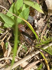 Allonemobius tinnulus