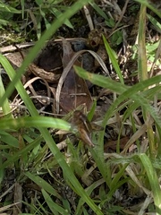 Allonemobius tinnulus