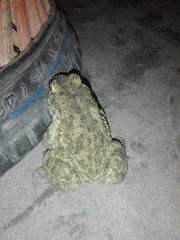 Duttaphrynus stomaticus