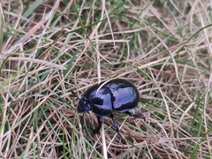 Trypocopris vernalis