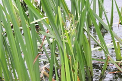 Sparganium erectum