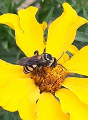 Triepeolus remigatus