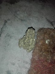 Duttaphrynus stomaticus