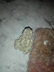 Duttaphrynus stomaticus