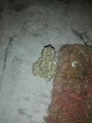 Duttaphrynus stomaticus