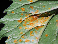 Coleosporium campanulae